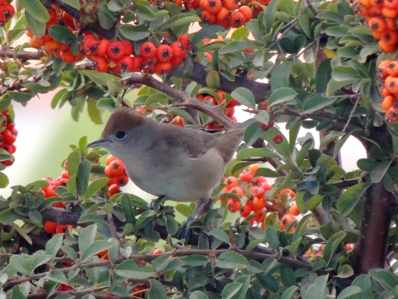 Blackcap female Meneou Beach 20th October 2013 Copyright Cyprus Birding Tours