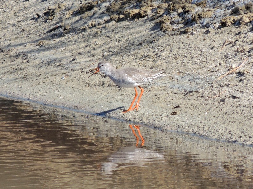 Common Redshank Oroklini 17th October 2013 Copyright Cyprus Birding Tours