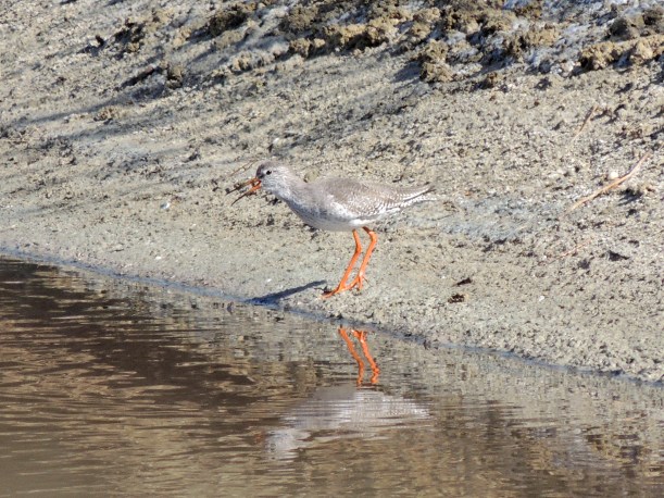 Common Redshank Oroklini 17th October 2013 Copyright Cyprus Birding Tours