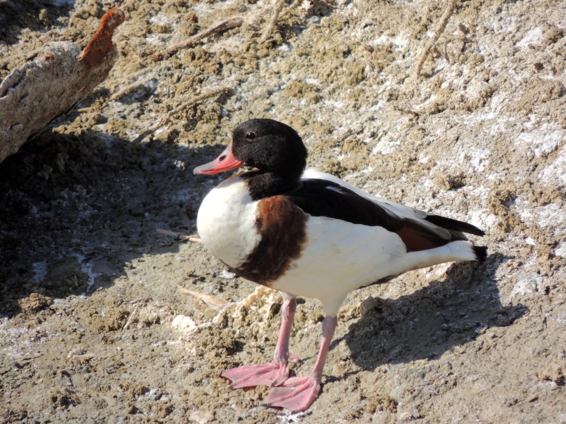 Common Shelduck Oroklini Marsh October 17th 2013 Copyright Cyprus Birding Tours