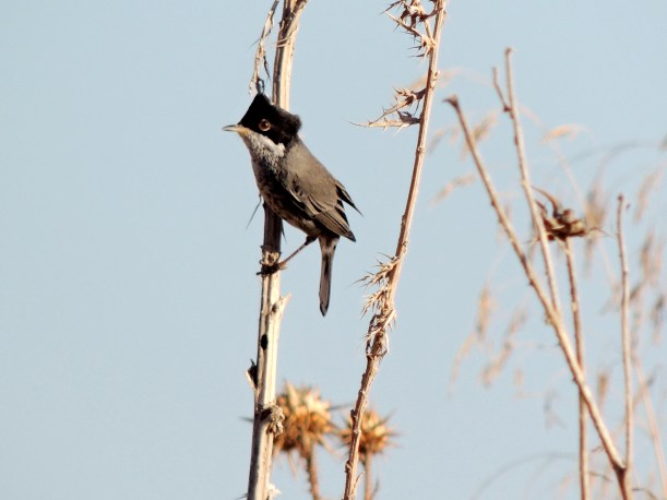 Cyprus Warbler Asprokremmos Dam 29th October 2013 Copyright Cyprus Birding Tours