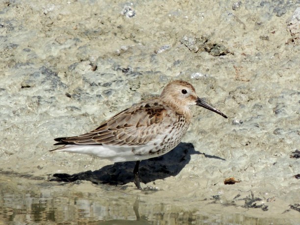 Dunlin Oroklini Marsh October 17th 2013 Copyright Cyprus Birding Tours