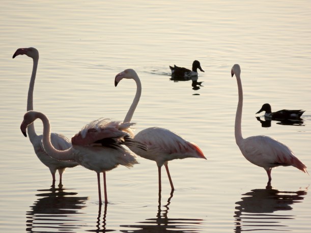 Greater Flamingo Larnaca Sewage Works October 28th 2013 Copyright Cyprus Birding Tours