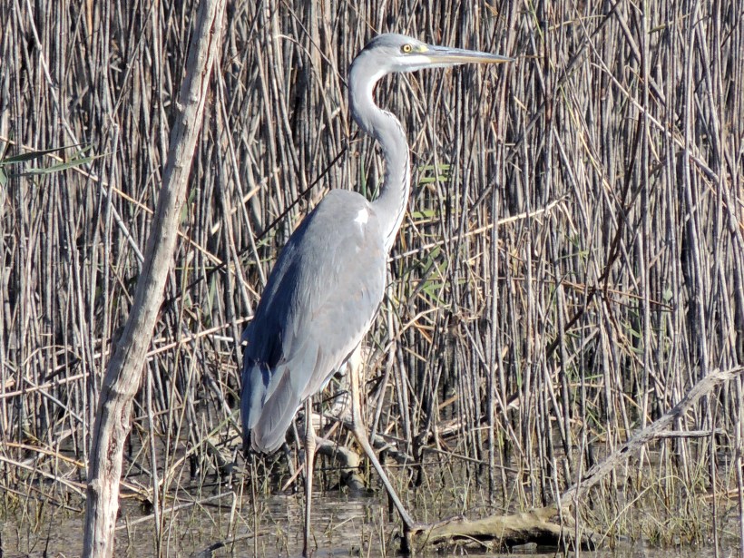 Grey Heron Akhna Dam October 25th 2013 Copyright Cyprus Birding Tours