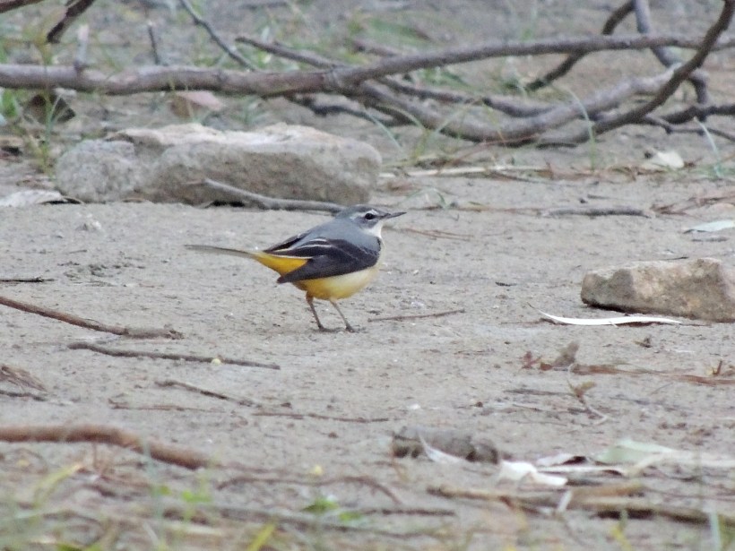 Grey Wagtail Athalassa 23rd October 2013 Copyright Cyprus Birding Tours