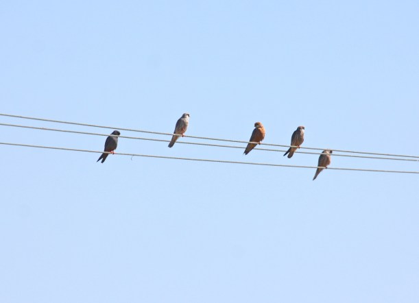 Red-footed Falcon Mandria October 10th Copyright Simon Ginnaw
