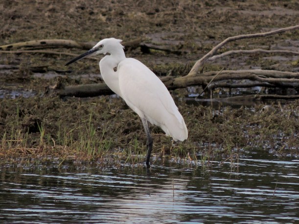 Little Egret Akhna Dam October 3rd 2013 Copyright Cyprus Birding Tours