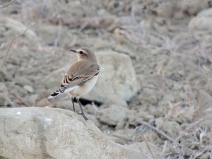 Northern Wheatear Karpasia October 13th 2013 Copyright Cyprus Birding Tours