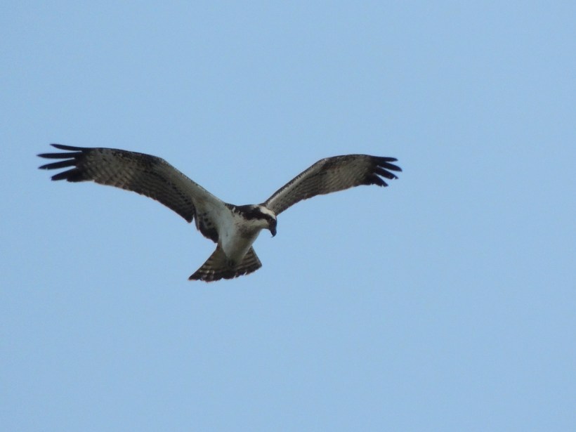  Osprey Akhna Dam October 3rd 2013 Copyright Cyprus Bird Tours
