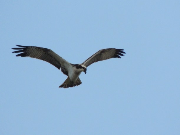 Osprey Akhna Dam October 3rd 2013 Copyright Cyprus Bird Tours