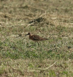Ruff Paphos Sewage Works Copyright Carl Matthews