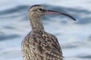 Whimbrel Paphos Headland Copyright Terry Bone