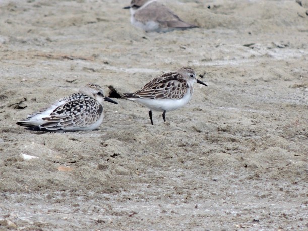 Sanderling and Little Stint Spiro's Pool 5th October 2013 Copyright Cyprus Birding Tours