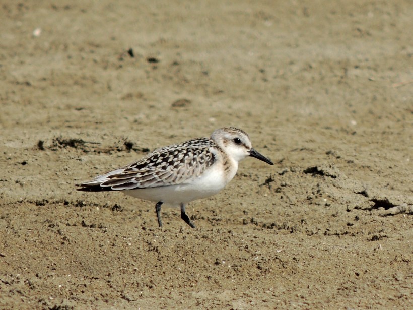 Sanderling Spiro's Beach 5th October 2013 Copyright Cyprus Birding Tours