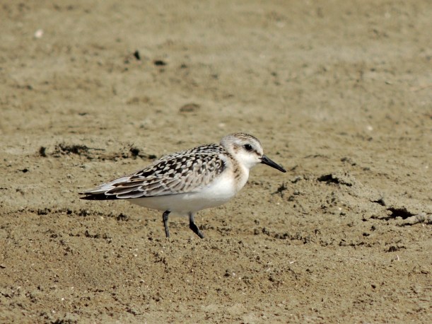 Sanderling Spiro's Beach 5th October 2013 Copyright Cyprus Birding Tours