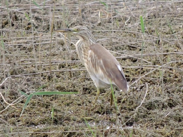 Squacco Heron Akhna Dam October 3rd 2013 Copyright Cyprus Birding Tours