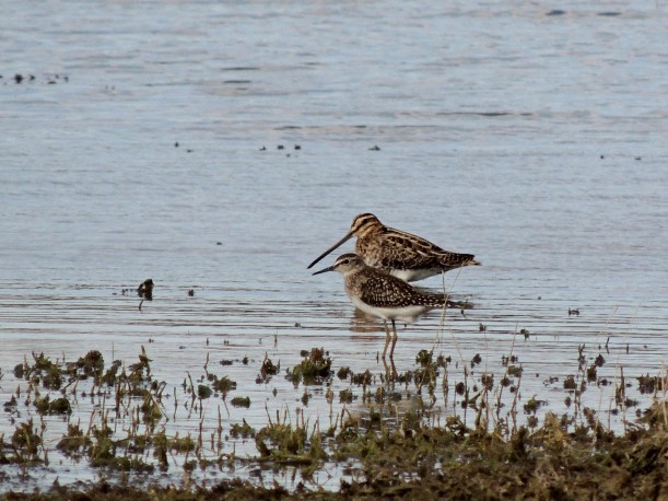 Wood Sandpiper and Common Snipe Akhna Dam 3rd October 2013 Copyright Cyprus Birding Tours