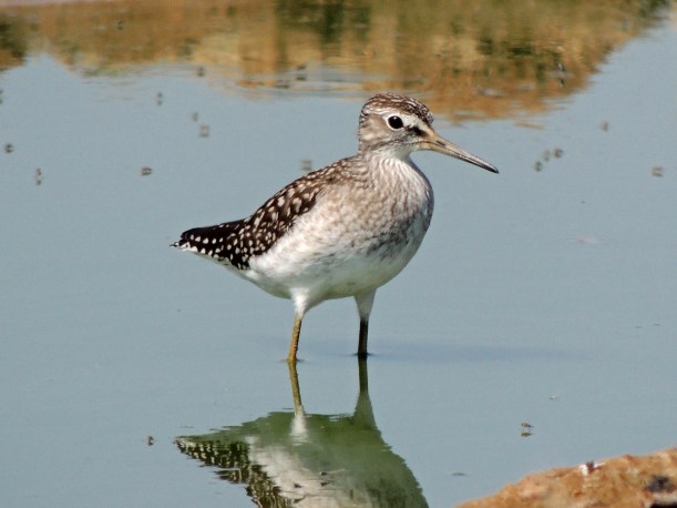 Wood Sandpiper Spiro's Pool October 1st 2013 Copyright Cyprus Birding Tours