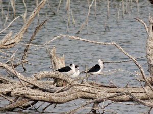 Black-winged Stilt Athalassa November 23rd 2013 (c) Cyprus Birding Tours