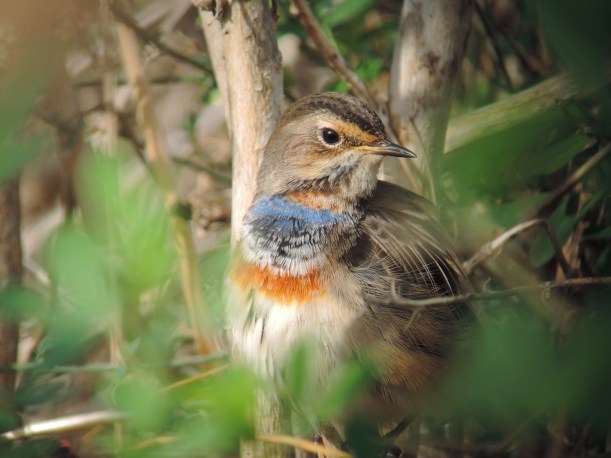 Bluethroat, Paphos Sewage Works (c) Dr Martin Perrow