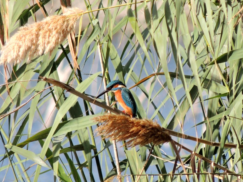  Common Kingfisher Athalassa Park 30th November 2013.  (c) Cyprus Birding Tours