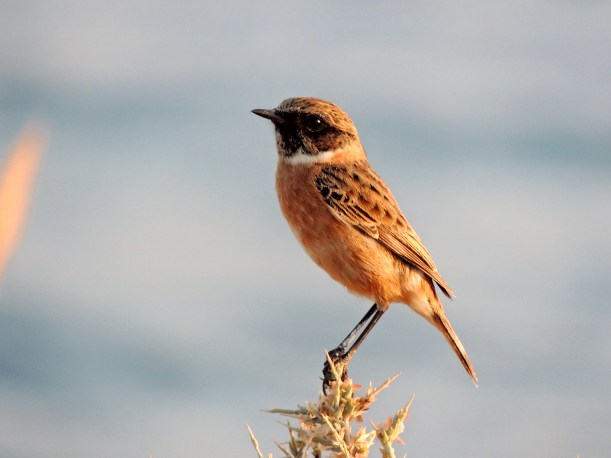 Common Stonechat Mandria 15th November 2013
