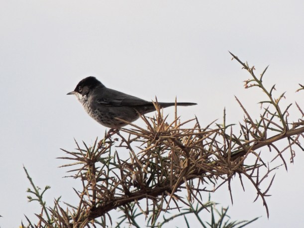 Cyprus Warbler Asprokremmos Dam 8th November 2013 (c) Cyprus Birding Tours