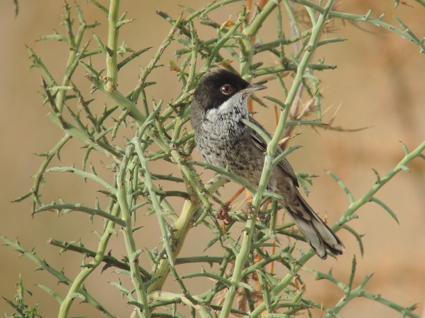 Cyprus Warbler Asprokremmos Dam (c) Dr Martin Perrow