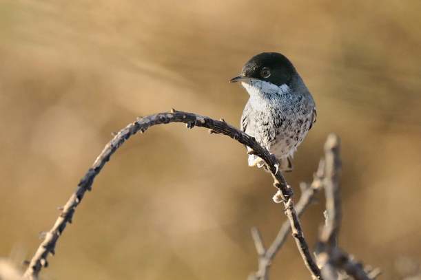 Cyprus Warbler Asprokremmos Dam October 29th Copyright Brian Harrison