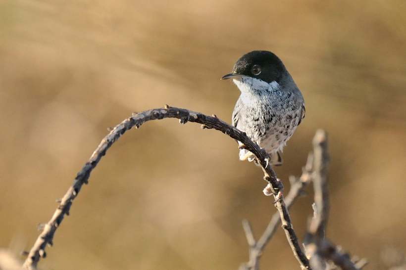 Cyprus Warbler Asprokremmos Dam October 29th Copyright Brian Harrison