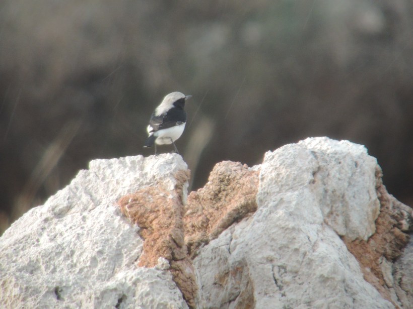 Finsch's Wheatear Anarita Park (c) Dr Martin Perrow
