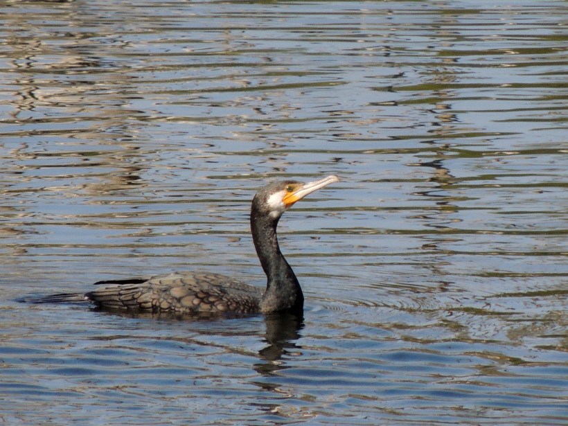 Great Cormorant Athalassa Dam November 30th 2013 (c) Cyprus Birding Tours