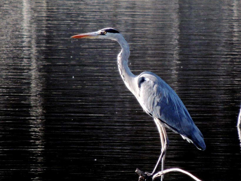 Grey Heron Athalassa  November 30th 2013 (c) Cyprus Birding Tours