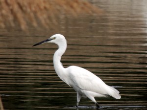  Little Egret Athalassa November 23rd 2013 (c) Cyprus Birding Tours