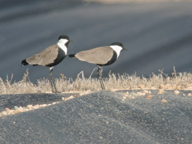 Spur-winged Lapwing Paphos Sewage Plant (c) Dr Martin Perrow