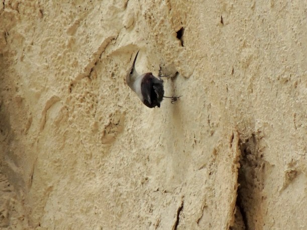 Wallcreeper Avgas Gorge November 8th (c) Cyprus Birding Tours