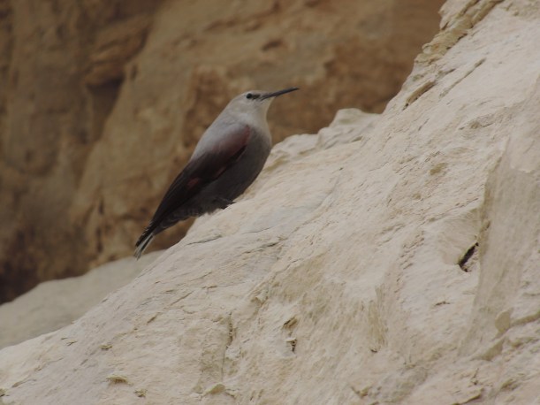 Wallcreeper Avagas Gorge (c) Dr Martin Perrow
