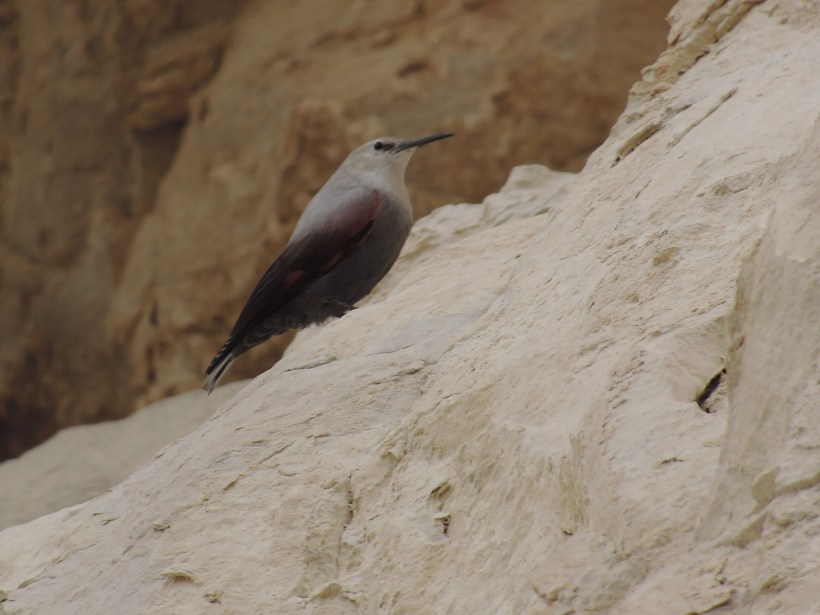 Wallcreeper Avagas Gorge (c) Dr Martin Perrow