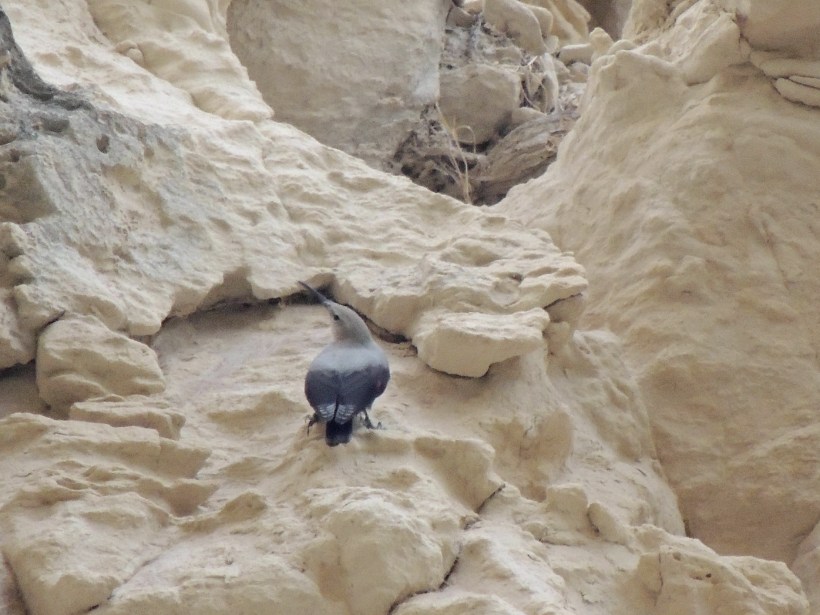 Wallcreeper Avgas Gorge 2 November 8th 2013 (c) Cyprus Birding Tours