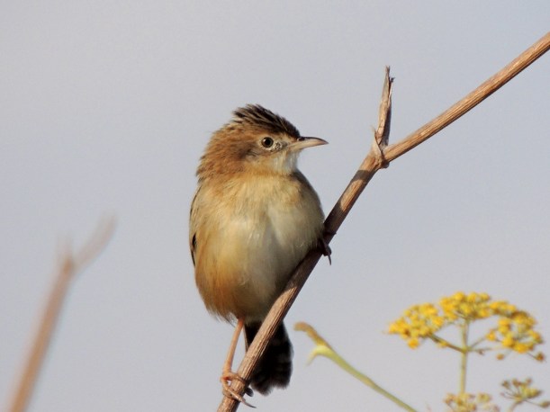Zitting Cisticola Paphos Sewage Plant 15th November 2013 (C) Cyprus Birding Tours
