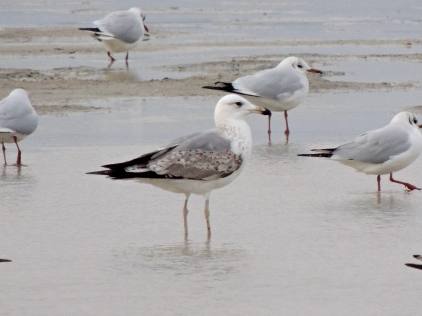 Armenian Gull 2nd winter Lady's Mile 31st December 2013 (c) Cyprus Birding Tours