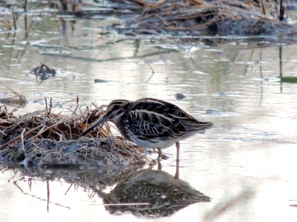 Jack Snipe Petounta 16th December 2013 (c) Cyprus Birding Tours