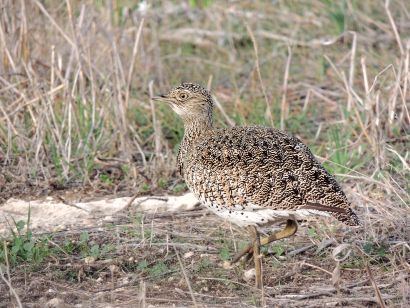 Little Bustard  Geri December 4th 2013 (c) Cyprus Birding Tours