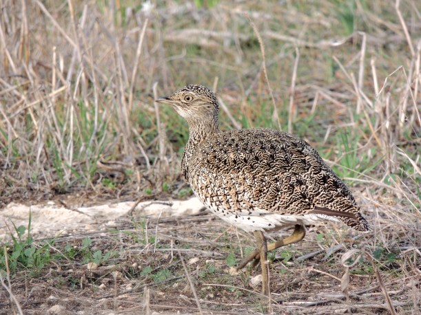 Little Bustard Geri December 4th 2013 (c) Cyprus Birding Tours