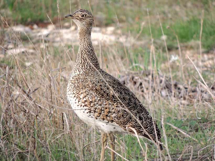 Little Bustard  Geri December 4th 2013 (c) Cyprus Birding Tours