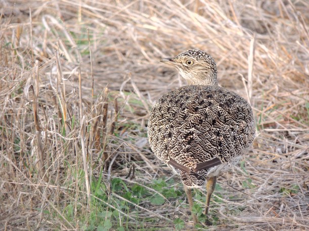 Little Bustard Geri December 4th 2013 (c) Cyprus Birding Tours