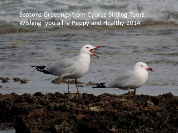 Seasons Greetings from Cyprus Birding Tours 2013