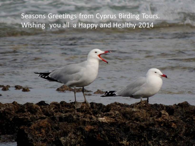 Seasons Greetings from Cyprus Birding Tours 2013