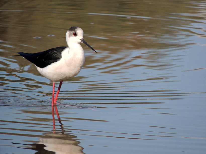 Black-winged Stilt Athalassa Park 1st January 2014 (c) Cyprus Birding Tours