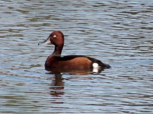 Ferruginous Duck, Bishop's Pool January 7th 2014 (c) Cyprus Birding Tours